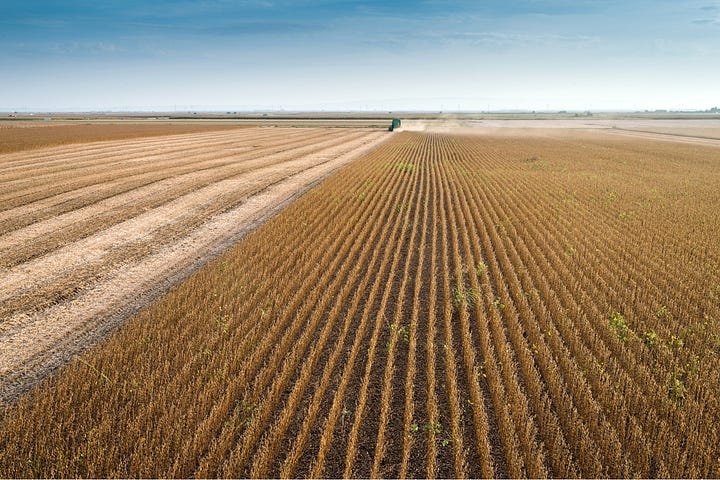 Campo de cultivo